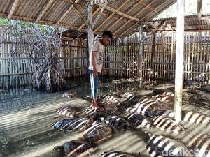 Potret Penyu Diinjak-injak di Pusat Konservasi di Tanjung Benoa