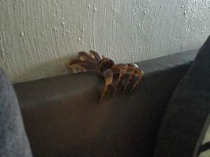 Kumpulan Ilusi Optik Ini Dijamin Bikin Auto Kaget!