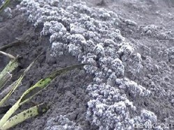 Pesona Embun di Pasir Gunung Bromo Membeku Jadi Salju