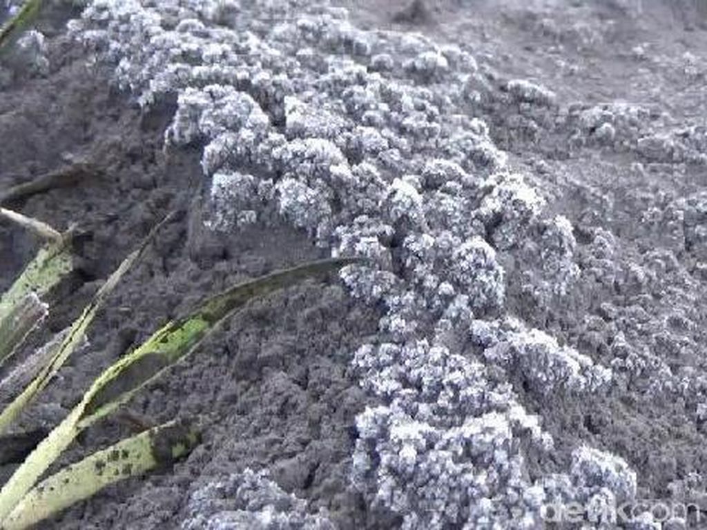 Pesona Embun di Pasir Gunung Bromo Membeku Jadi Salju Pesona Embun di Pasir Gunung Bromo Membeku Jadi Salju