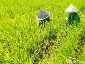 1.040 Hektare Sawah di Ciamis Kekeringan dan Terancam Puso