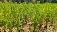 Belasan Hektar Sawah di Ciamis Terancam Gagal Panen
