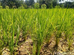 Belasan Hektar Sawah di Ciamis Terancam Gagal Panen