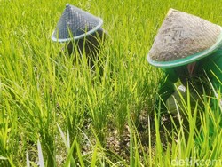Daripada Cetak Sawah, Mending Pemerintah Lakukan Ini