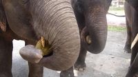 Berani Cicip? Ini Durian Tahi Gajah yang Jadi Buruan Banyak Orang
