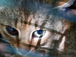 Pria yang Makan Kucing Hidup Dikenal dengan Sebutan Abah Grandong