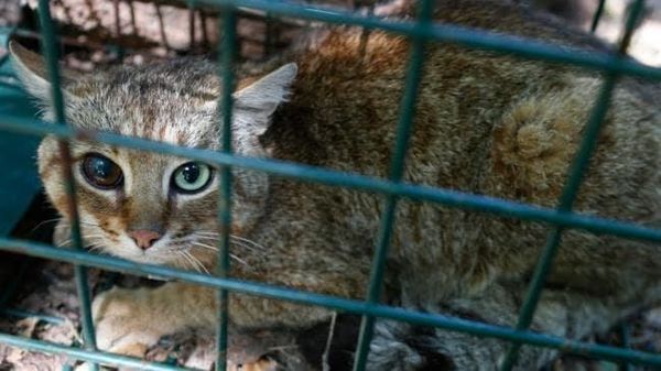 Foto: Makhluk Mitos Mirip Kucing dari Prancis