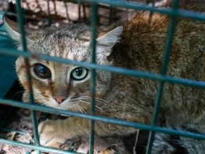 Foto: Makhluk Mitos Mirip Kucing dari Prancis