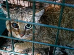 Makhluk Mitos Ditemukan di Pulau Wisata Mewah Ini