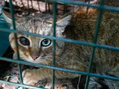Foto: Makhluk Mitos Mirip Kucing dari Prancis