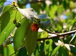 Manfaat Daun Kersen untuk Kolesterol yang Tak Disangka-sangka