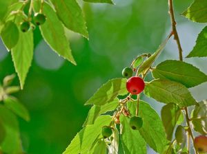 Manfaat Daun Kersen untuk Kesehatan, Salah Satunya Diabetes Manfaat Daun Kersen untuk Kesehatan, Salah Satunya Diabetes