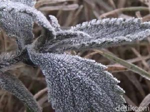 Lagi, Fenomena Salju Kembali Turun di Kawasan Bromo Lagi, Fenomena Salju Kembali Turun di Kawasan Bromo
