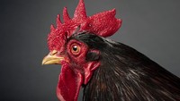 Sudah Nggak Ngehits, Sunat Jengger Ayam Kini Banyak Dimintakan Revisi