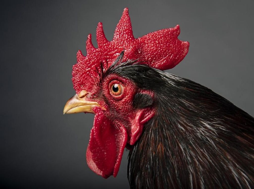 Banyak yang Penasaran Sunat Model Jengger Ayam, Beneran Ada Nggak Sih? Banyak yang Penasaran Sunat Model Jengger Ayam, Beneran Ada Nggak Sih?