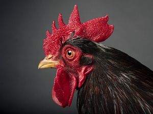 Ramai-ramai Minta Revisi, Sunat Model Jengger Ayam Tak Ngehits Lagi Ramai-ramai Minta Revisi, Sunat Model Jengger Ayam Tak Ngehits Lagi