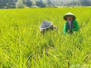 Seminggu Kemarau, Sawah di Ciamis Sudah Terancam Gagal Panen