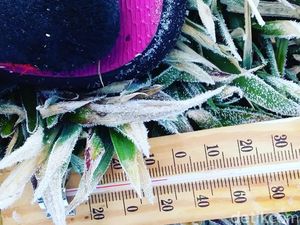 Diprediksi Embun Salju Akan Kembali Muncul di Dieng Besok