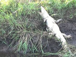 Penampakan Buaya Rawa Mati di Pinggir Sungai Jambi Penampakan Buaya Rawa Mati di Pinggir Sungai Jambi