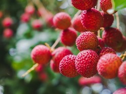 5 Kasus Buah Mematikan, Apel hingga Leci Beracun