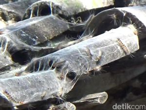 Ulat Bulu Serang Rumah Warga Tiga Desa di Pasuruan Ulat Bulu Serang Rumah Warga Tiga Desa di Pasuruan