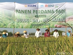 Panen Perdana, UNS Jalin Kerja Sama On Farm dengan Bulog