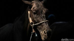 Merawat Kuda Wisata Ibu Kota