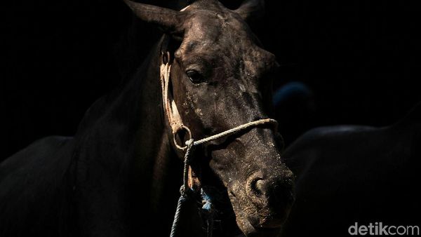 Merawat Kuda Wisata Ibu Kota