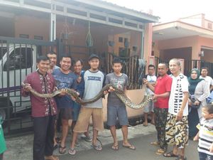 Warga Tangkap Ular 4 Meter di Perumahan Bekasi Saat Kerja Bakti