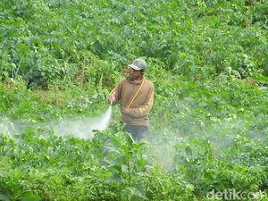 Embun Es di Dieng Mulai Mengancam Tanaman Kentang Milik Warga Embun Es di Dieng Mulai Mengancam Tanaman Kentang Milik Warga