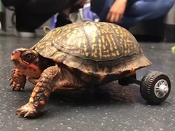 Pakai Lego, Dokter di AS Bantu Kura-kura Tak Berkaki Belakang Jalan