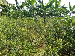 Bandung Barat Siap Kembangkan Tanaman Obat Skala Nasional