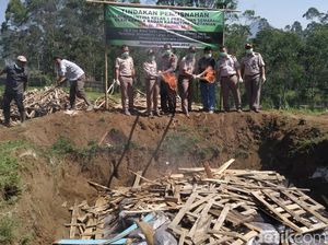 Mengandung Virus, 272.300 Bibit Bunga Lili Asal Belanda Dimusnahkan