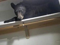 Bikin Kaget! Beruang Ini Ditemukan Tidur di Lemari Pakaian Rumah