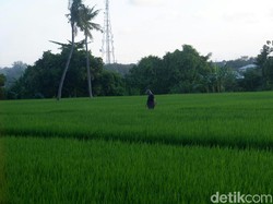 Double Track Pertanian di Tengah Badai Resesi