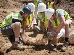 Fosil Dinosaurus 90 Juta Tahun Ditemukan, Diduga Jago Lari