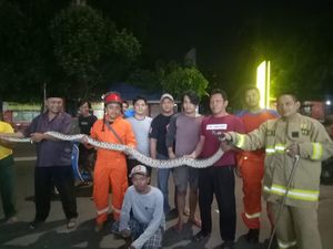 Tengah Malam, Kemunculan Ular 5 Meter Kagetkan Warga Cipinang