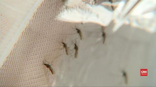 Thumbnail Video Racun Laba-laba Bisa Atasi Malaria