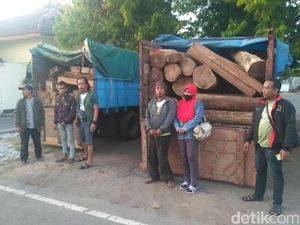 Angkut Kayu Sono Diduga Hasil Curian, Empat Warga Jember Diamankan