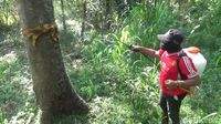 Dinas Pertanian Pasuruan Turun Tangan Basmi Hama Ulat Bulu