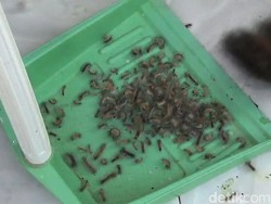 Serbuan Ulat Bulu Hebohkan Pasuruan, Bagaimana Supaya Tidak Gatal?