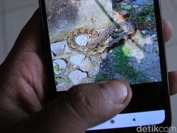 Ahli Tak Sarankan Ular untuk Dipelihara: Semua Berbahaya