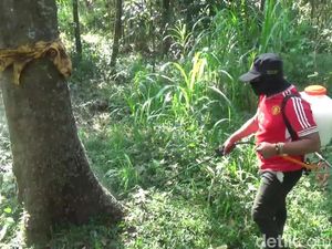 Kendalikan Ulat Bulu di Pasuruan, Dinas Pertanian Melakukan Penyemprotan