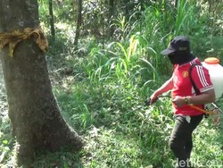 Kendalikan Ulat Bulu di Pasuruan, Dinas Pertanian Melakukan Penyemprotan