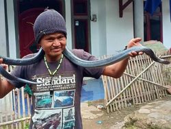 Kaleidoskop 2019: Jana Dililit Sanca dan Pemuda Digigit King Kobra