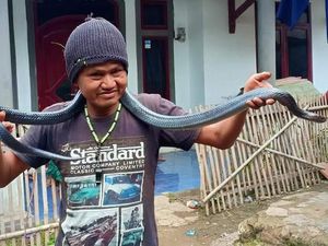 Kaleidoskop 2019: Jana Dililit Sanca dan Pemuda Digigit King Kobra Kaleidoskop 2019: Jana Dililit Sanca dan Pemuda Digigit King Kobra