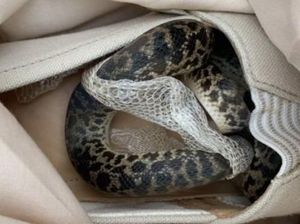 Liburan dari Australia, Nenek Ini Temukan Ular di Kopernya