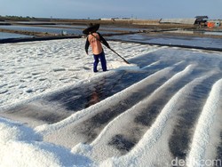 Senyum Petani Garam Saat Panen Melimpah