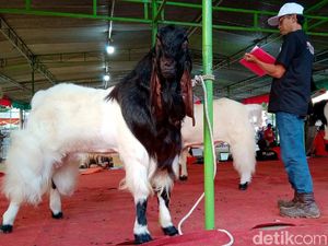 Kontes Kambing Kaligesing Purworejo, Juaranya Dijual Rp 500 Juta-an