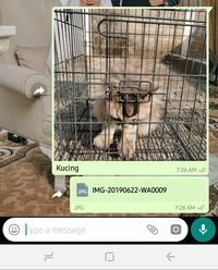 Begini Tips Kirim Foto Kualitas Tinggi di WhatsApp